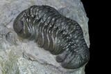 Austerops Trilobite - Excellent Specimen #138956-3